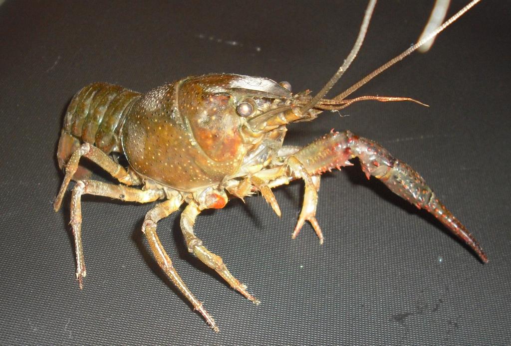 Nemici naturali degli anfibi